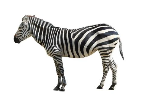 Zebra on white background Stock Photos