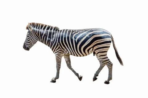 Zebra on a white background Stock Photos