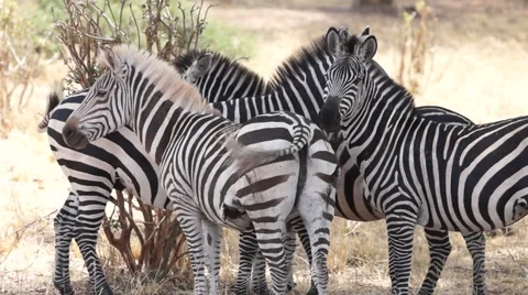 Zebra With White Mane Video stock 57357786