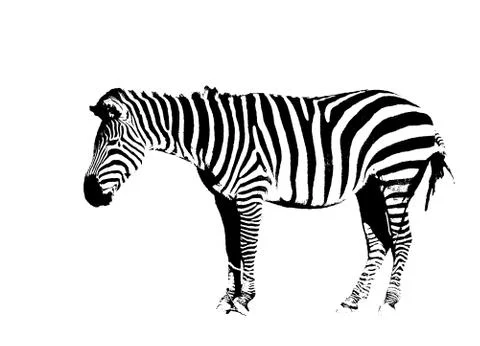 Zebra on white Stock Photos