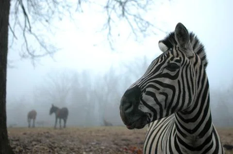 Zebra Who Stock Photos
