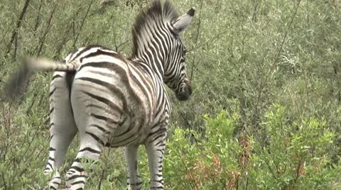 Zebra in the wild Stock Footage 22414626