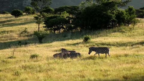 Zebra in the wild get spooked and run off Video stock 139088491