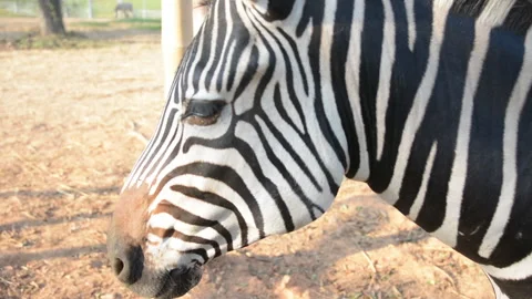 Zebra  wild life animal in the zoo Stock Footage 277564553