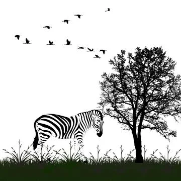 Zebra in Wild Silhouette with Tree and Birds in Flight. Stock Illustration