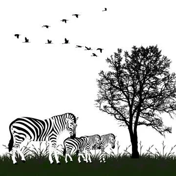 Zebra in Wild Silhouette with Tree and Birds in Flight. Stock Illustration