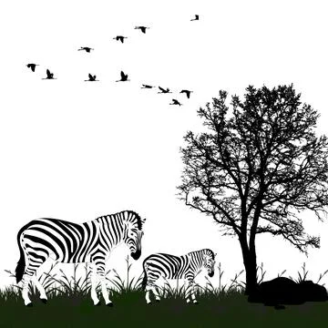 Zebra in Wild Silhouette with Tree and Birds in Flight. Stock Illustration