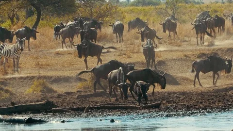Zebra, wildebeest drinking water in pond, Serengeti migration, Africa safari Stock Footage 88206301