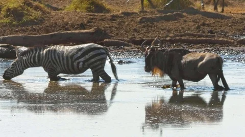 Zebra, wildebeest drinking water in pond, Serengeti migration, Africa safari Stock Footage 88207032