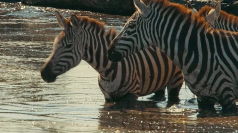 Zebra, wildebeest drinking water in pond, Serengeti migration, Africa safari Stock Footage 88207541