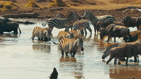 Zebra, wildebeest drinking water in pond, Serengeti migration, Africa safari Stock Footage 88208543