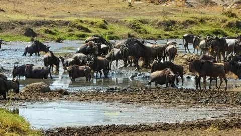 Zebra, wildebeest drinking water in pond, Serengeti migration, Africa safari Stock Footage 88209338
