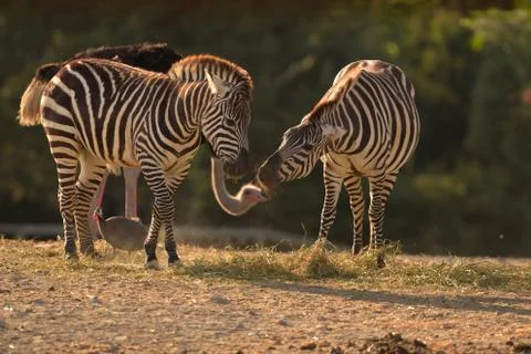 Zebra in the wilderness Stock Photos
