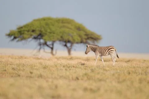 Zebra in the wilderness Stock Photos