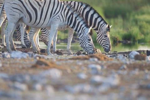 Zebra in the wilderness Stock Photos