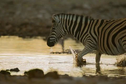 Zebra in the wilderness Stock Photos