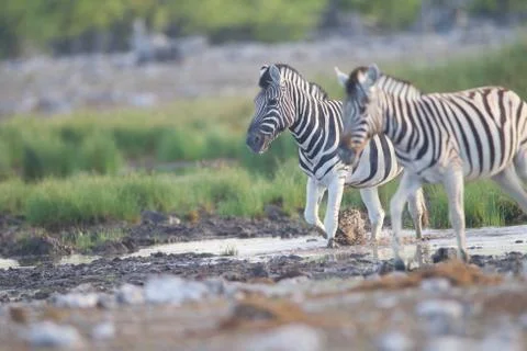 Zebra in the wilderness Stock Photos