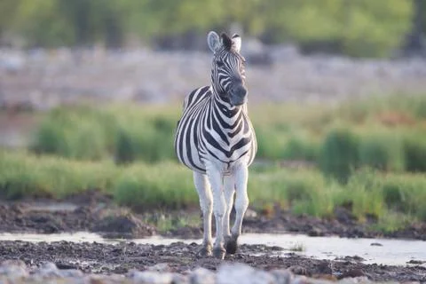 Zebra in the wilderness Stock Photos