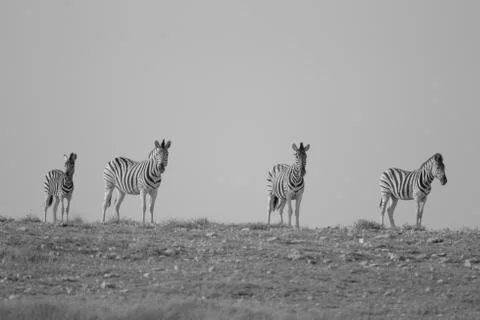 Zebra in the wilderness Stock Photos