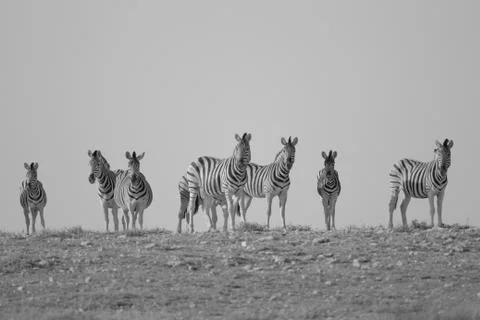 Zebra in the wilderness Stock Photos