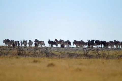Zebra in the wilderness Stock-Fotos