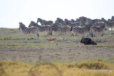 Zebra in the wilderness Foto stock