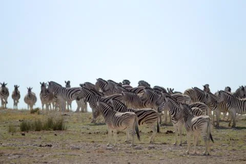 Zebra in the wilderness Stock Photos