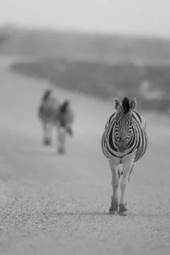 Zebra in the wilderness Stock Photos