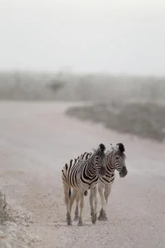 Zebra in the wilderness Fotos Stock
