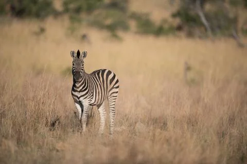 Zebra in the wilderness Stock-Fotos