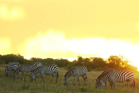 Zebra in the wilderness Stock Photos