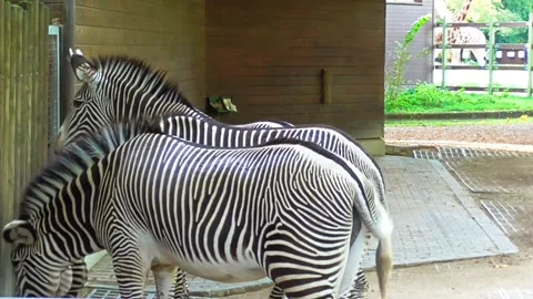 Zebra wildlife animals Stock-Footage 271347222