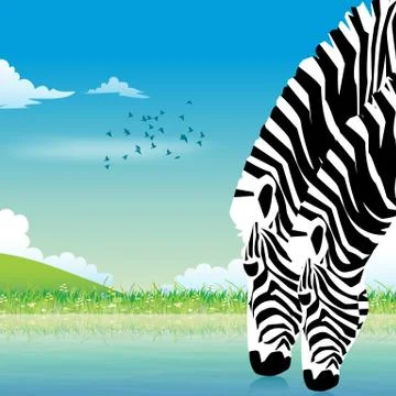 Zebra wildlife Stock Photos