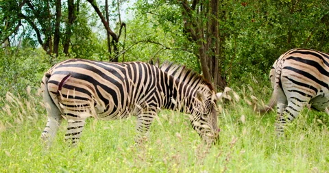 Zebra without Tail, Torn Thigh Injury in Kruger, South Africa Safari Wildlife Vídeo Stock 327678498