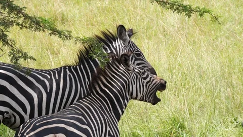 Zebra yawning Stock-Footage 101305901