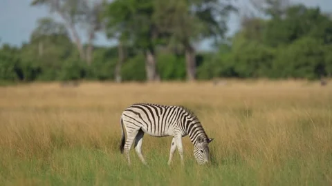 Zebra with yellow golden grass. Burchell's zebra, Equus quagga burchellii, Okava Stock Footage 223364248