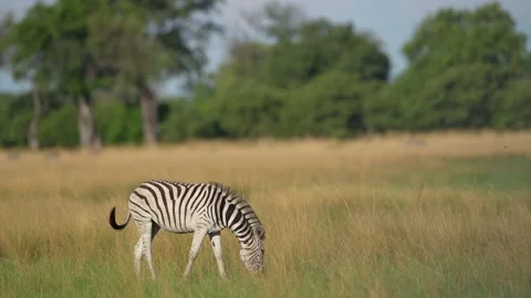 Zebra with yellow golden grass. Burchell's zebra, Equus quagga burchellii, Okava 動画素材 223364293