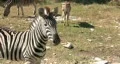 Zebra young close HD HD Footage