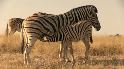 Zebra young drinking from it's mother Stock Footage 12127079