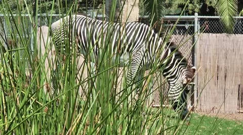Zebra at the Zoo 01 스톡 동영상 11976408