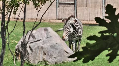 Zebra at the Zoo 02 스톡 동영상 11976705