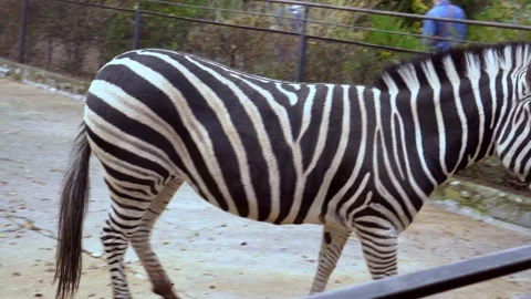Zebra in the zoo in the aviary Stock Footage 168402190