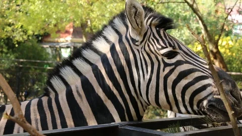 Zebra in the zoo - closeup view Stock Footage 121120081