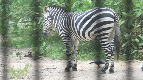 The Zebra in the zoo. Stock Footage 329085925