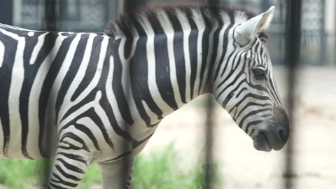 The Zebra in the zoo. Stock Footage 329628854
