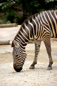 Zebra at zoo Stock Photos