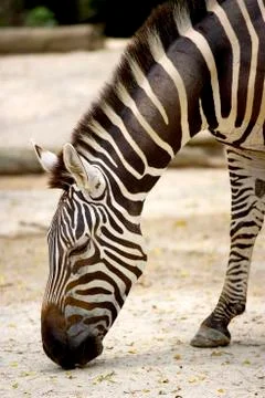 Zebra at zoo Stock Photos