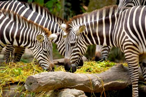Zebra at zoo Fotos Stock