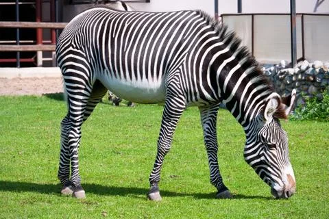 Zebra in Zoo Stock Photos