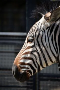 A zebra at the zoo Fotos Stock